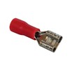 TERMINAL SPADE RED FEMALE